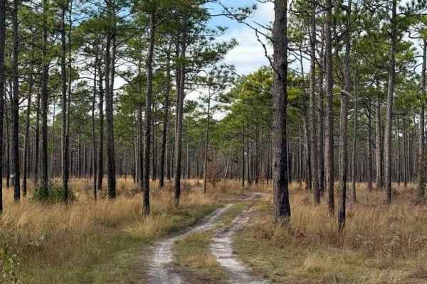 Bogue Road Spur
