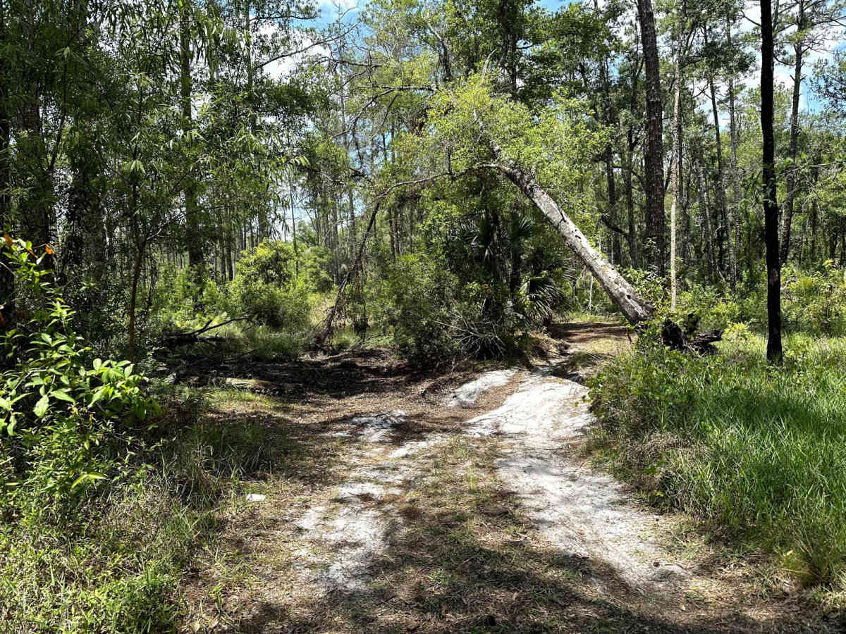 Gator Hole Throughway trail photo