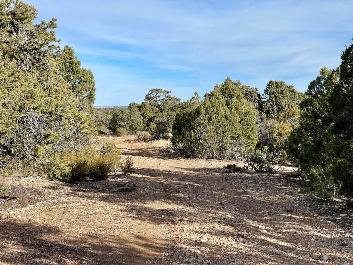 1621C Ruts and Junipers photo 6