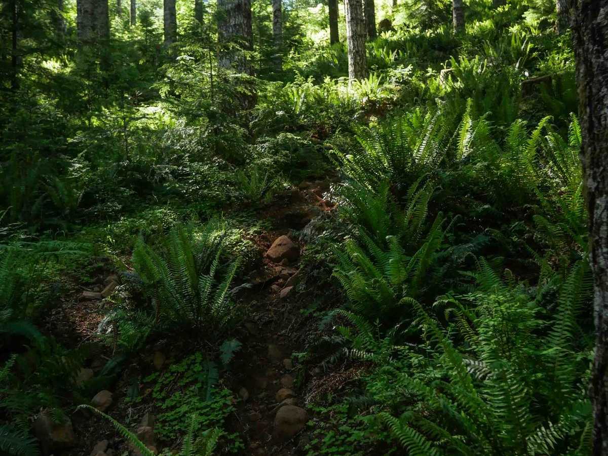#117 trail photo