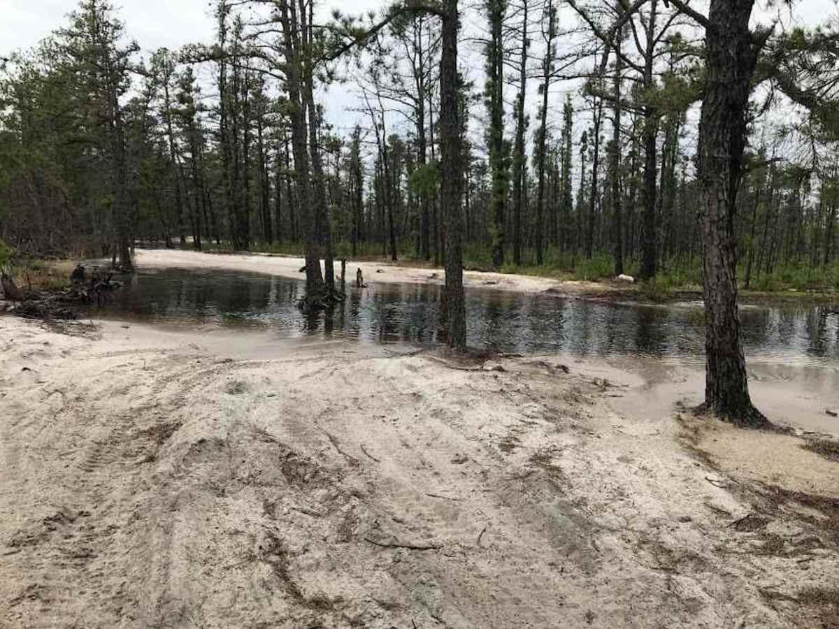 Batsto Fireline Trail photo 5