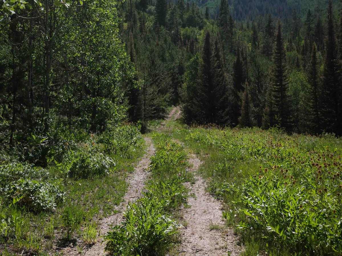 #5234  trail photo