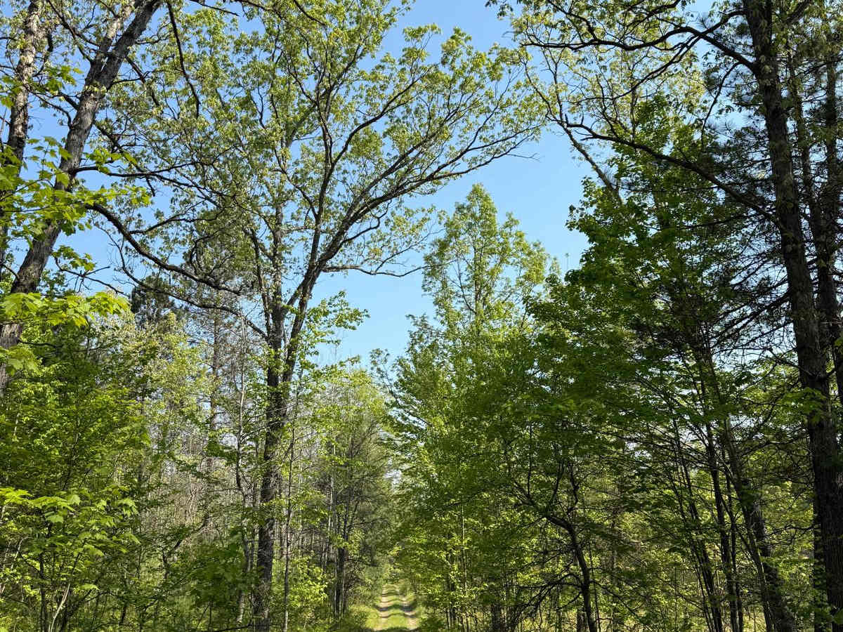 Hodge West Trail trail photo