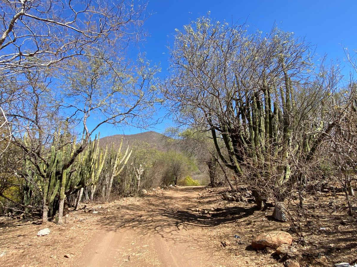 Paseo photo 4