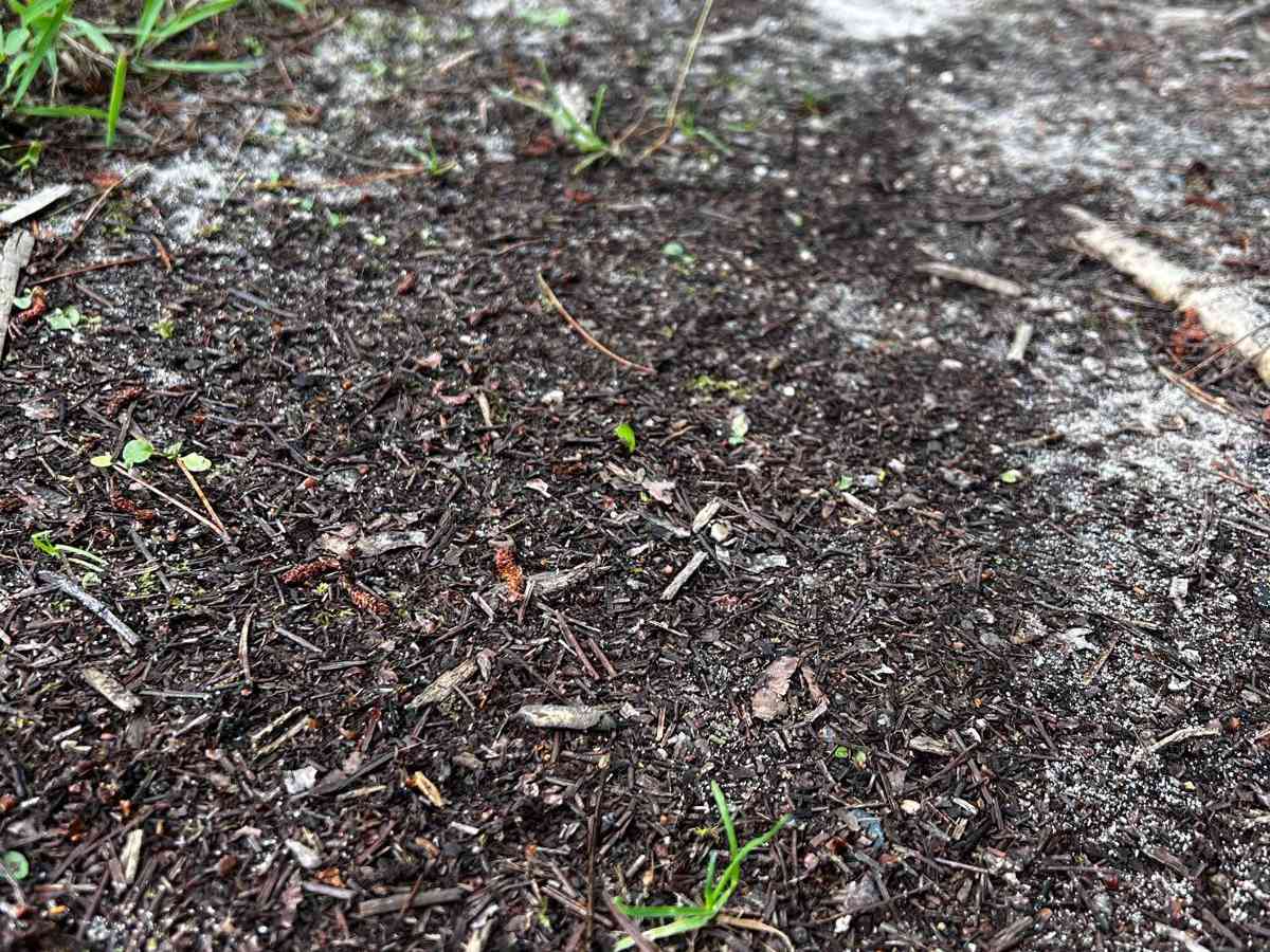 Where the Green Fern Grows Trail photo 2