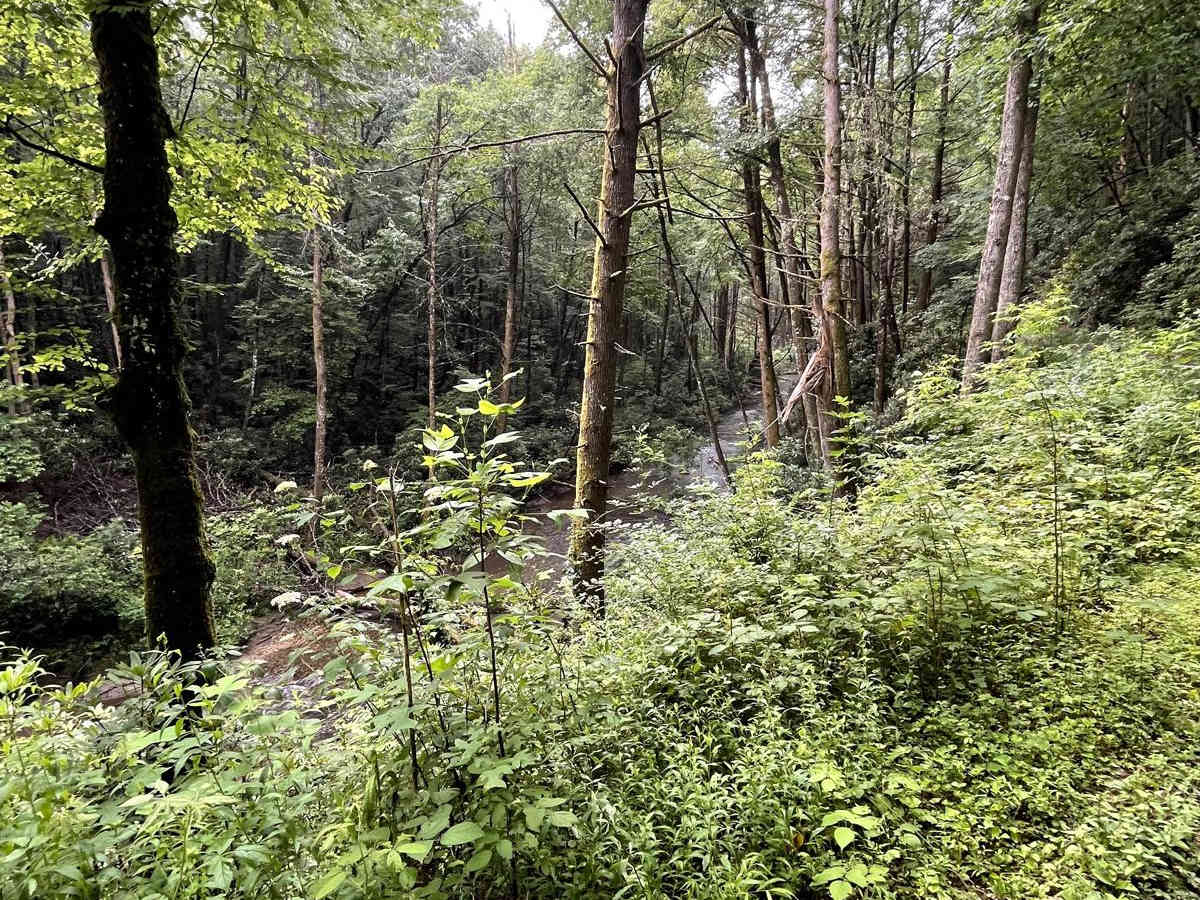 Foster Branch Road photo 3
