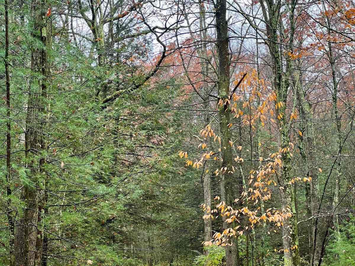 Pepper Run Road photo 4