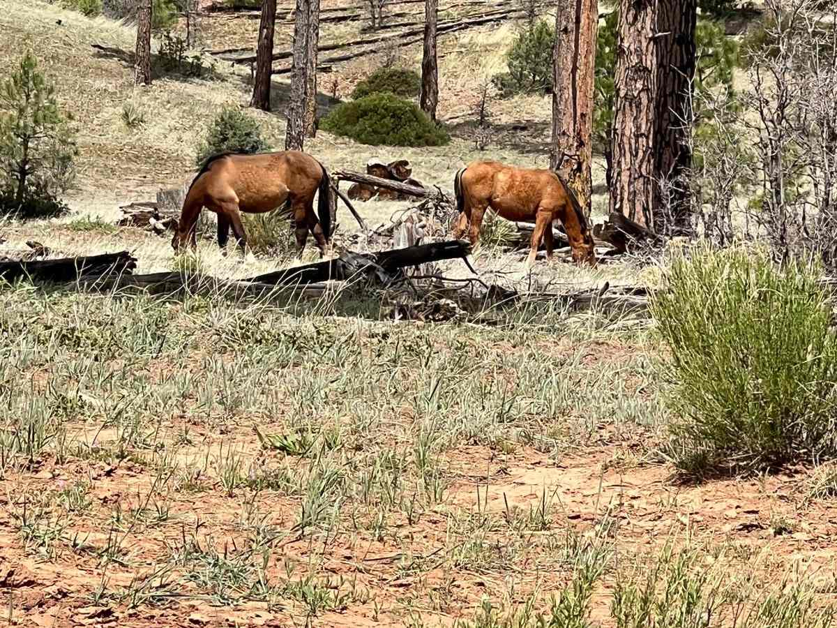 FS 46 Wild Horse Haven photo 2