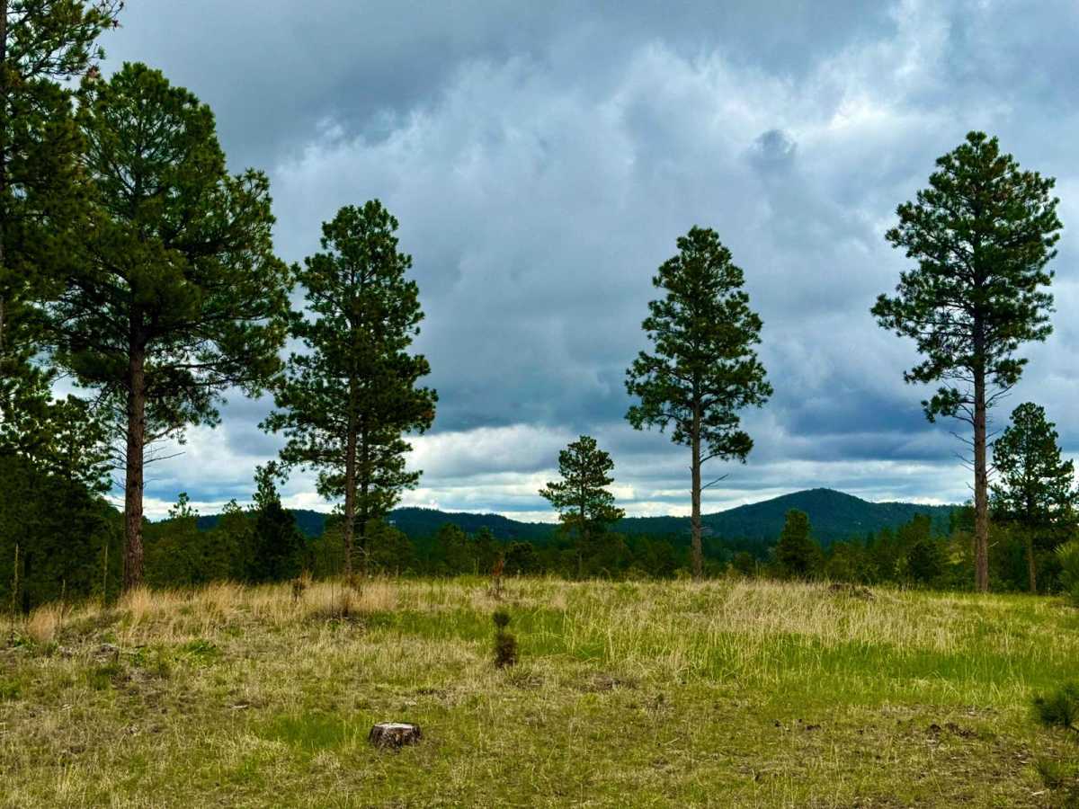 Twin Springs Cutoff (Branch 1A) photo 6