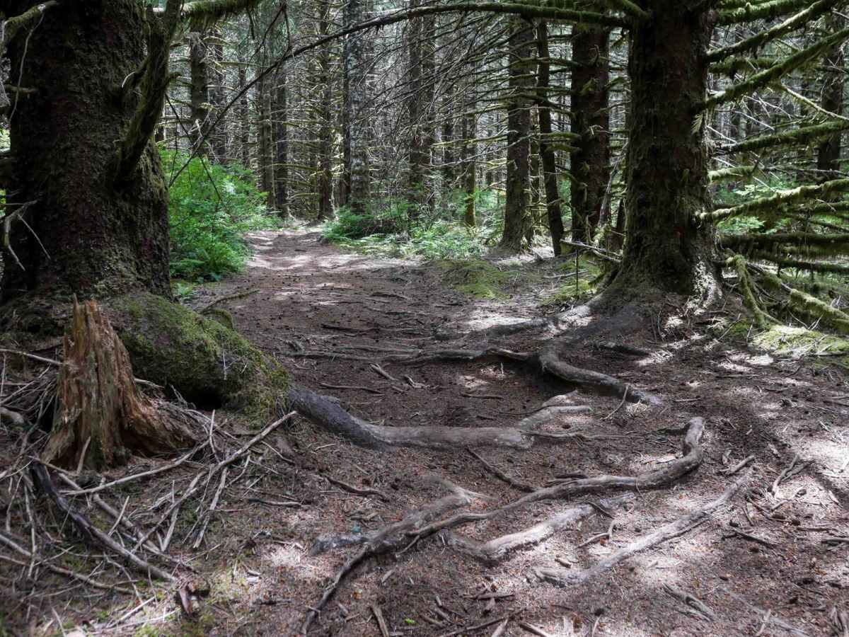 MW20 trail photo