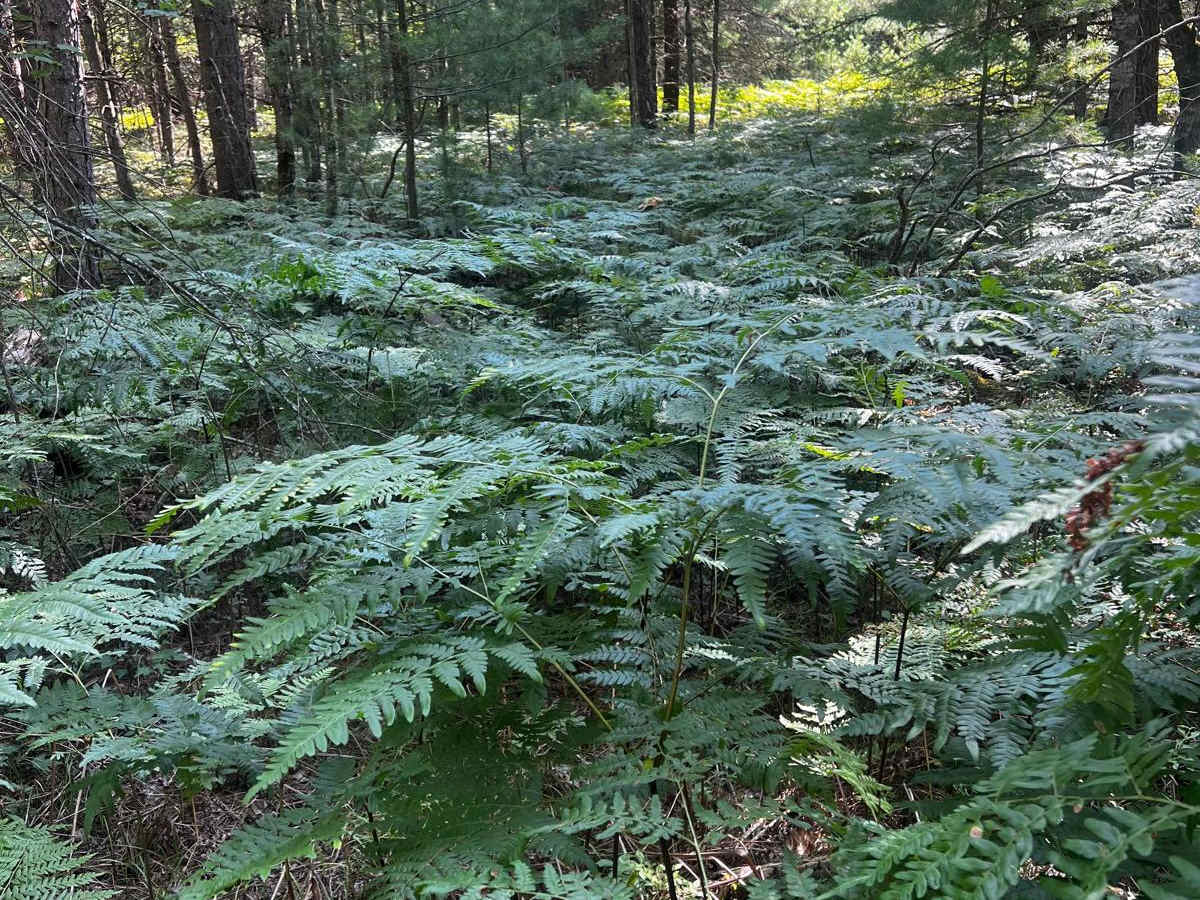 Bumpy Trail photo 6