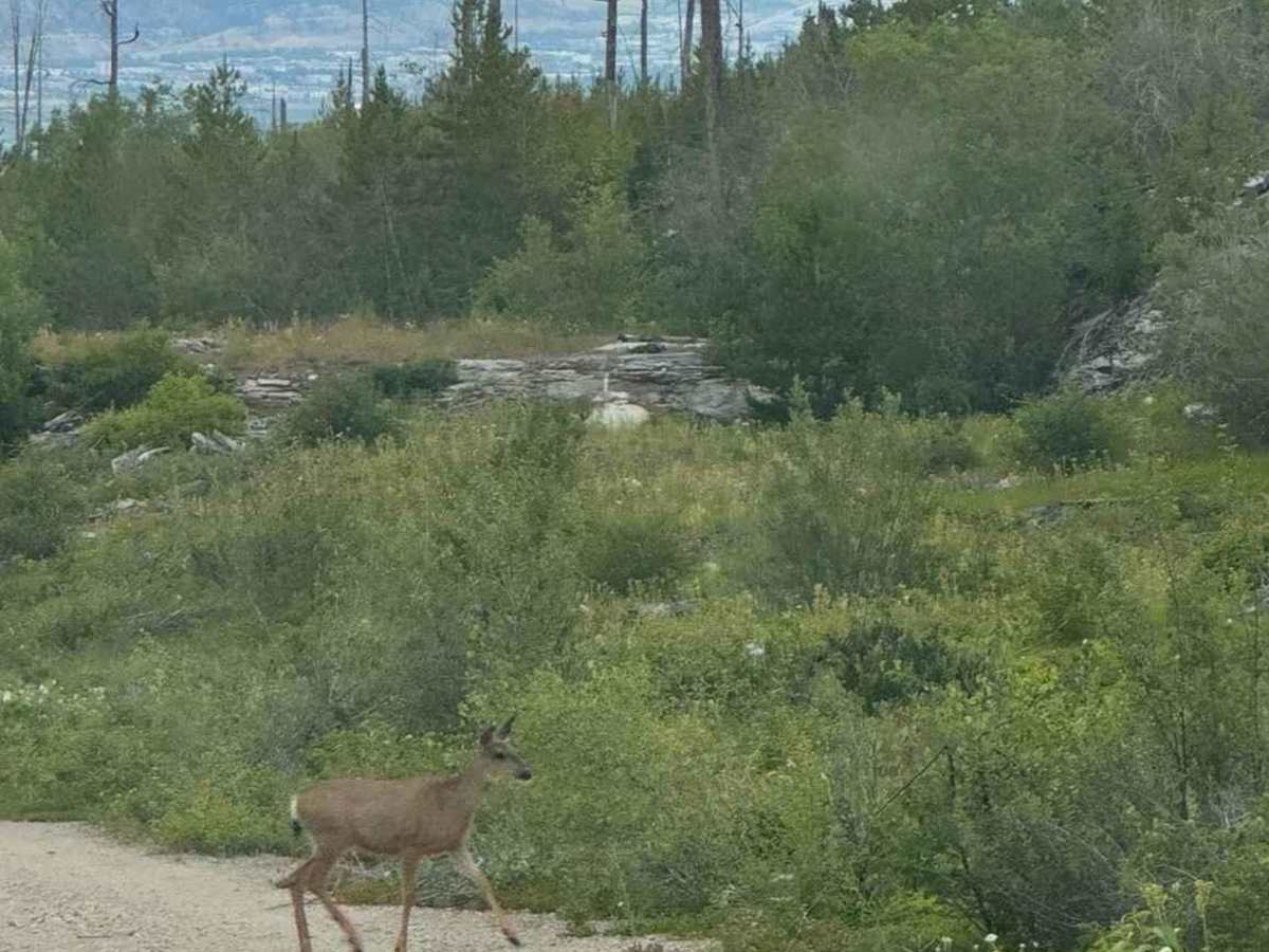 Kettle Valley Rail Trail photo 5