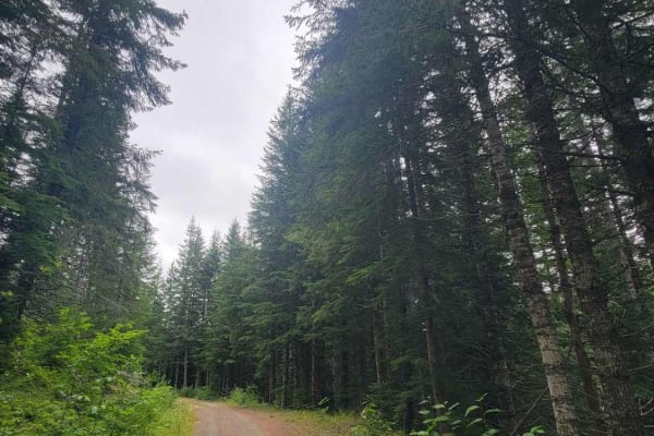 West Mesatchee