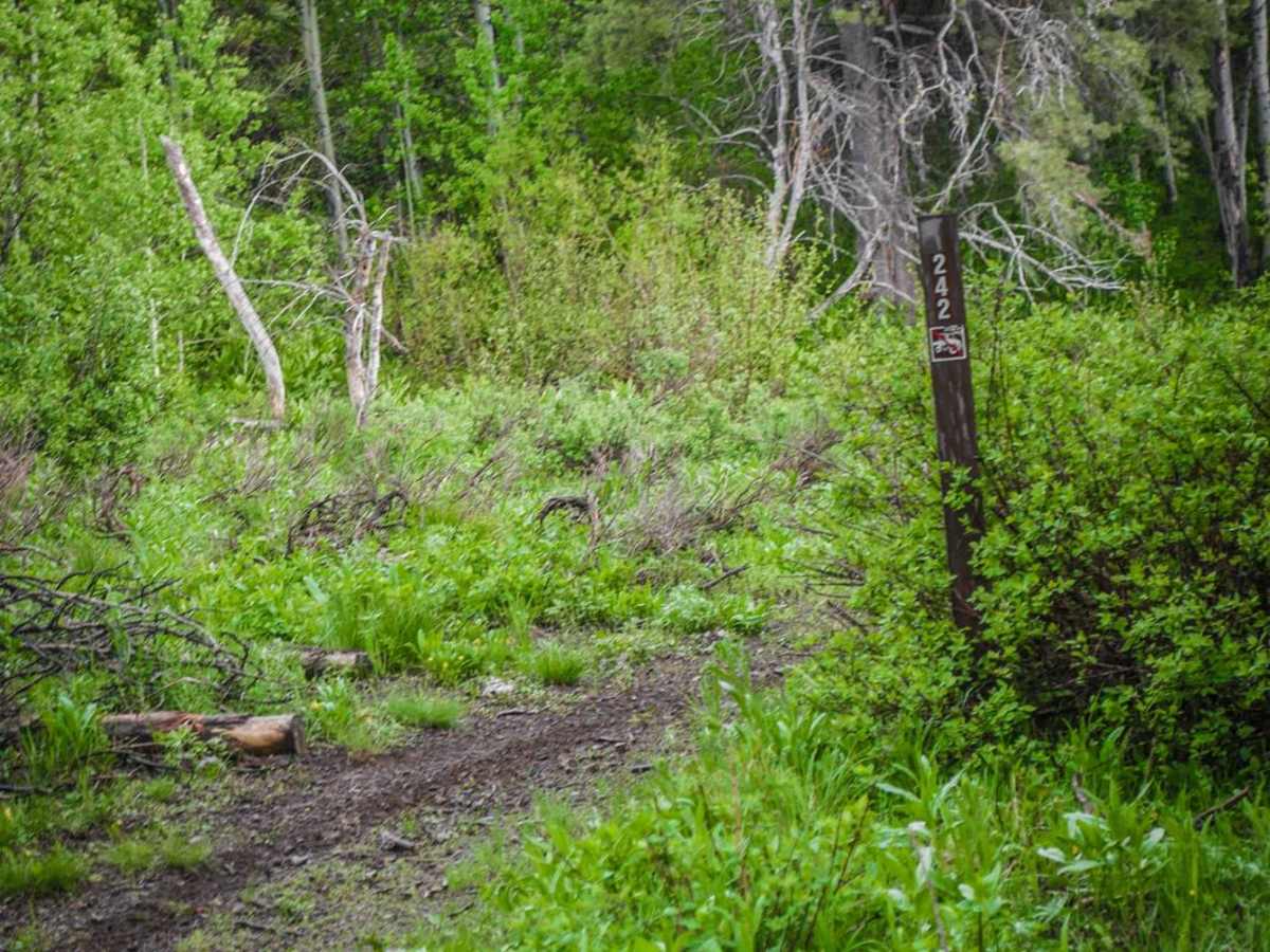 Middle Fork Shoshone Creek Spur photo 3