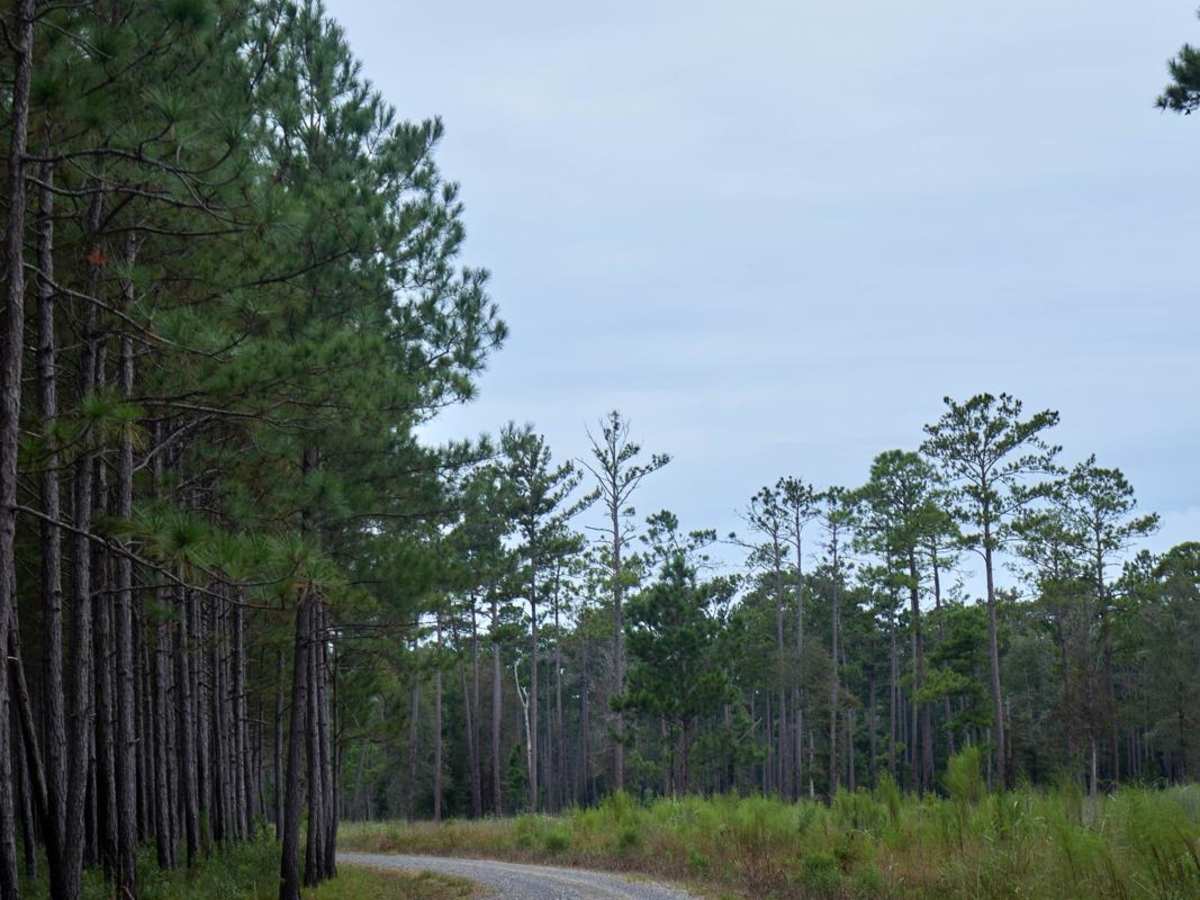 Bonneau Ferry WMA - Wetland Access photo 4