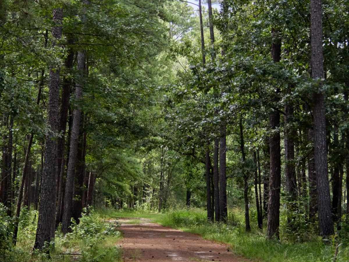 Haskell Barony Swamp Trail photo 5