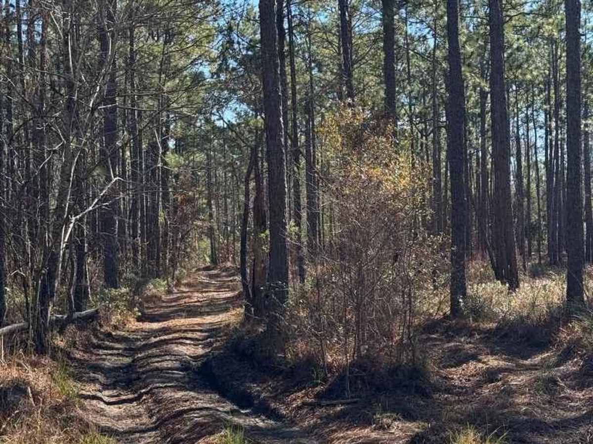 Pettiford Creek Trail 7 photo 3