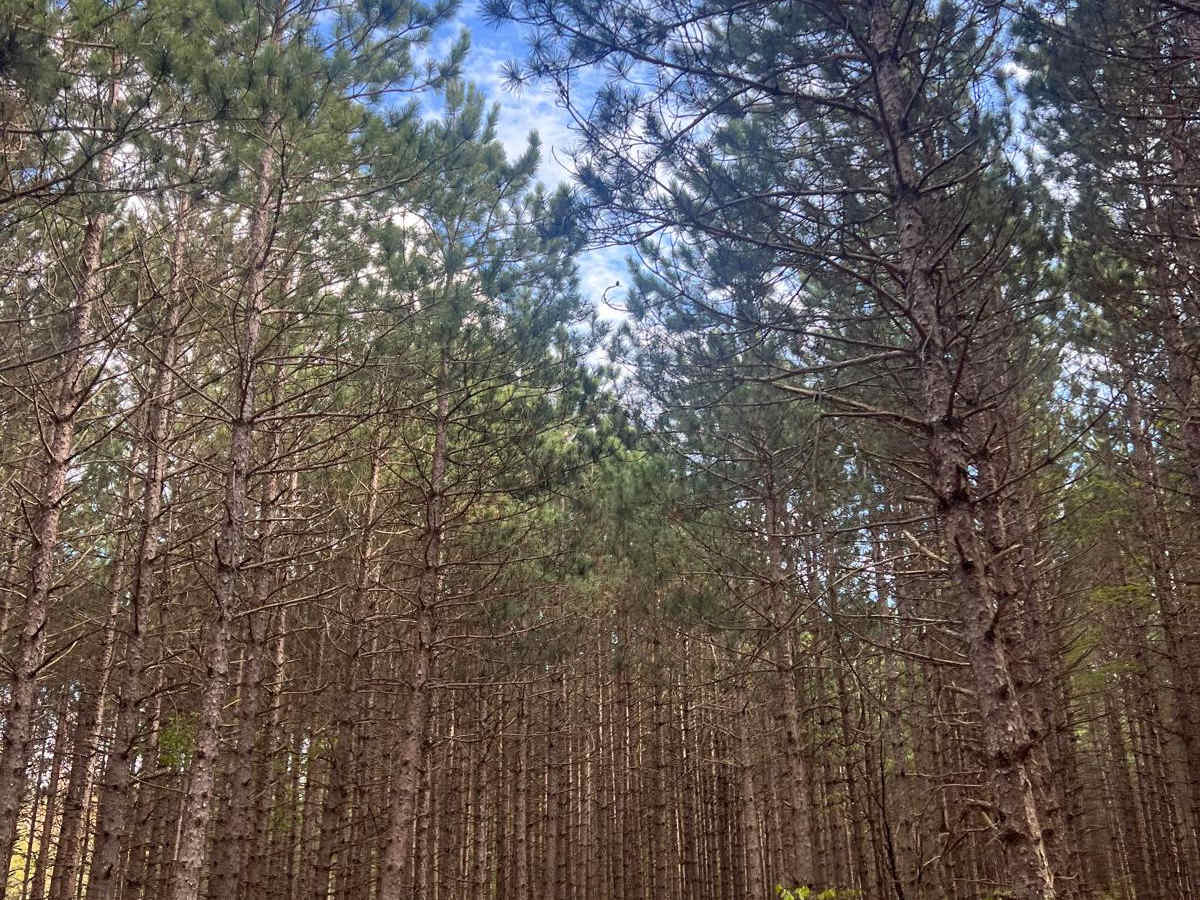 Pine Row Trail trail photo