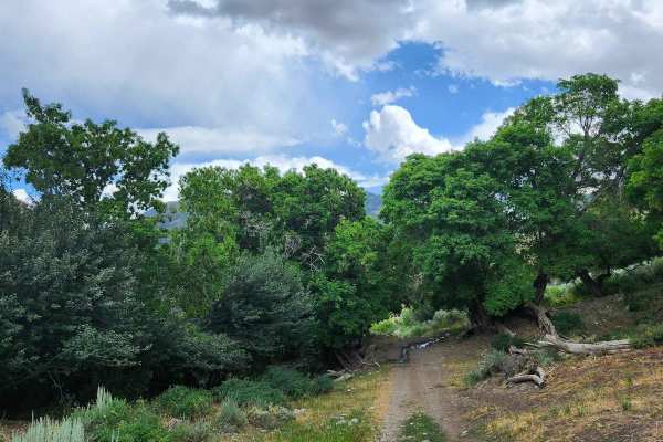 Bear Fork
