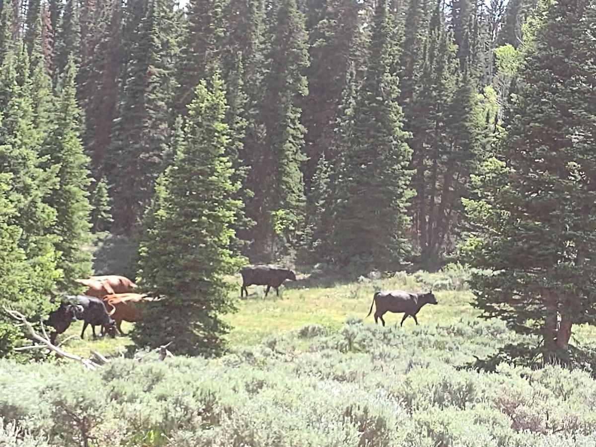 Dry Creek Road - FS 40183) photo 5