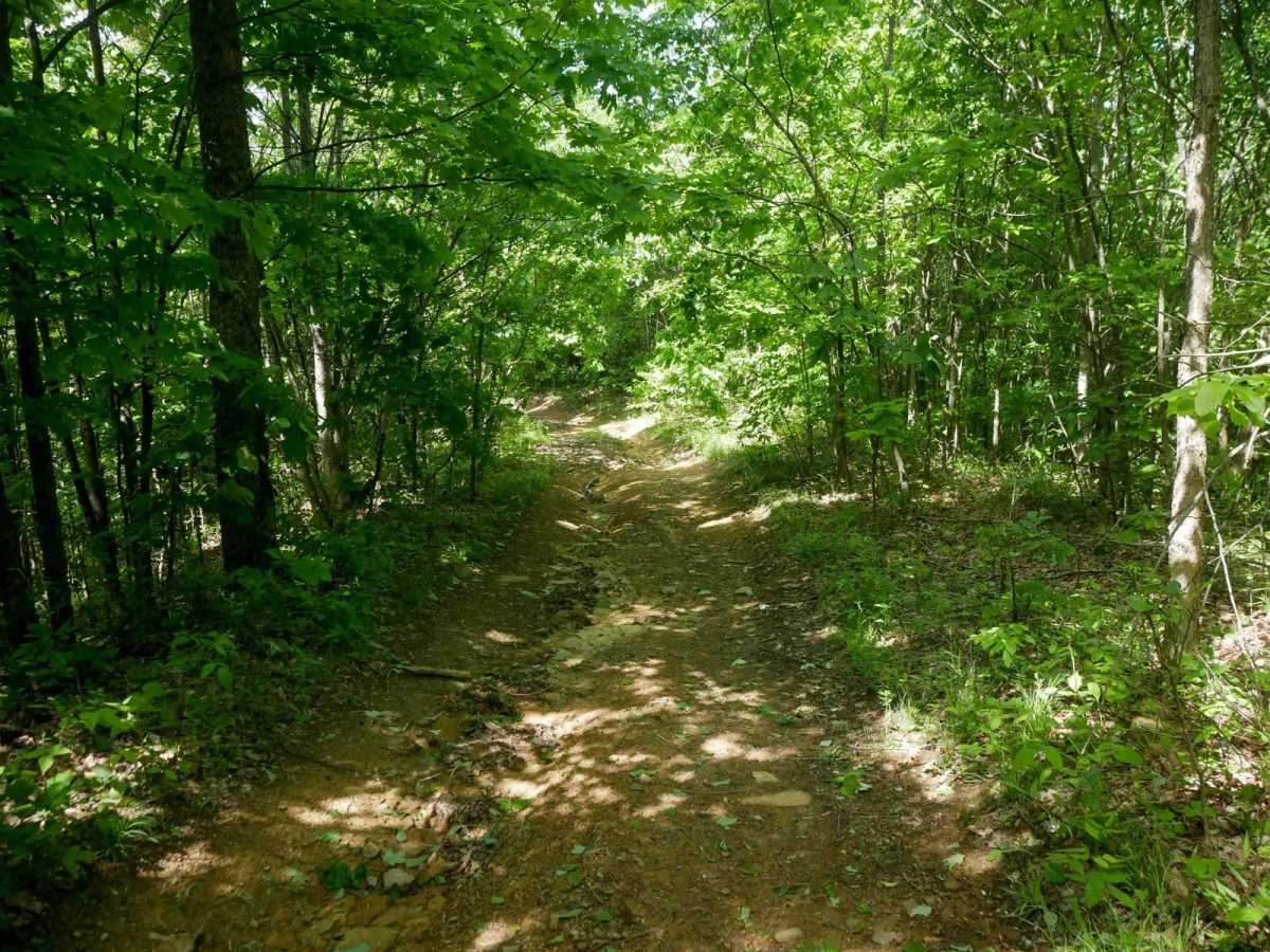 RV37 photo 5