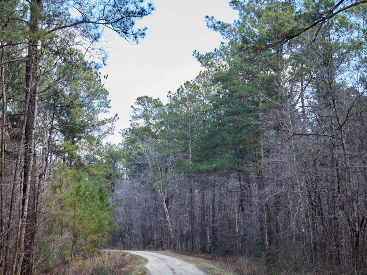 FSR124 - Freeman Road trail photo