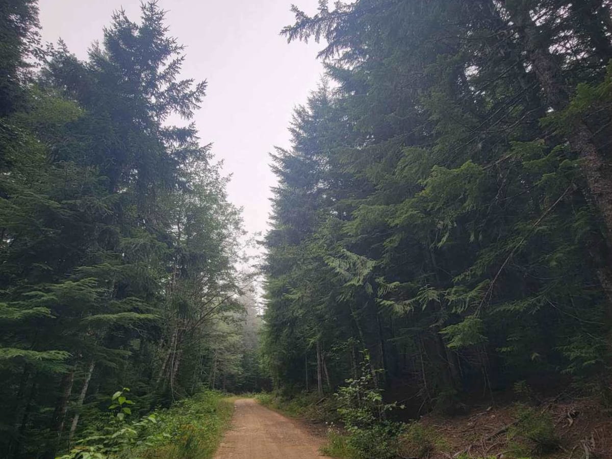 Mesatchee Creek Offroad Trail photo 6