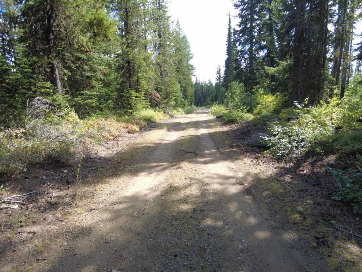 Tamarack Creek - FS 284 photo 4