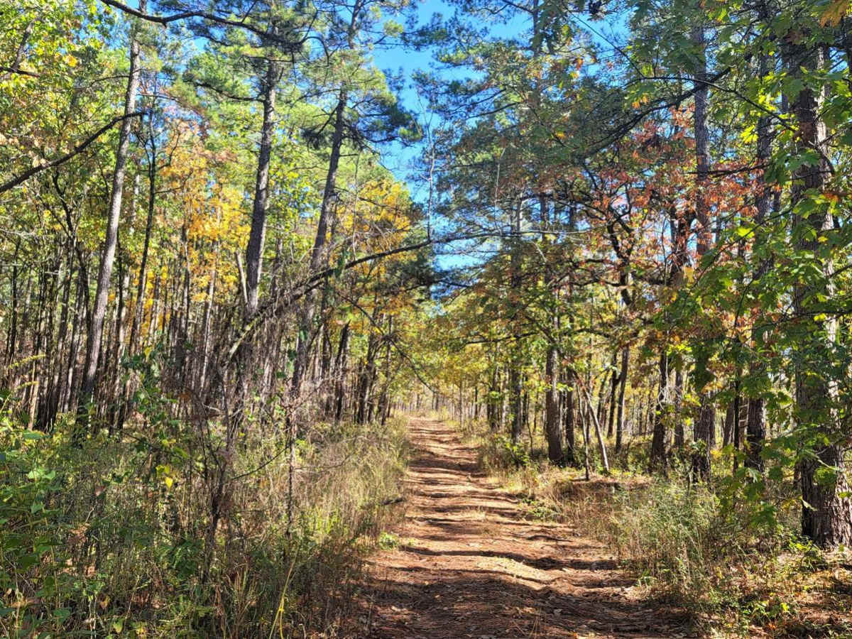 Walker Mountain photo 4