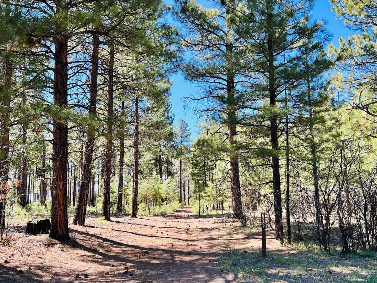 FR-6362 More Trees trail photo
