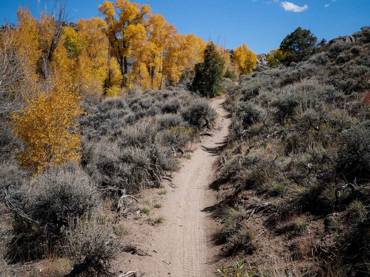 Buddy Bear trail photo