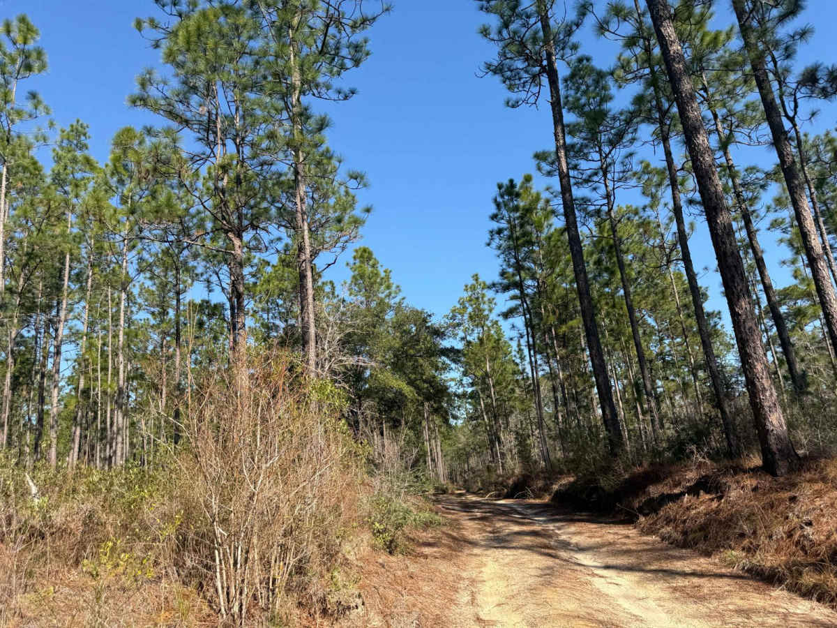 Florida State R78 photo 2
