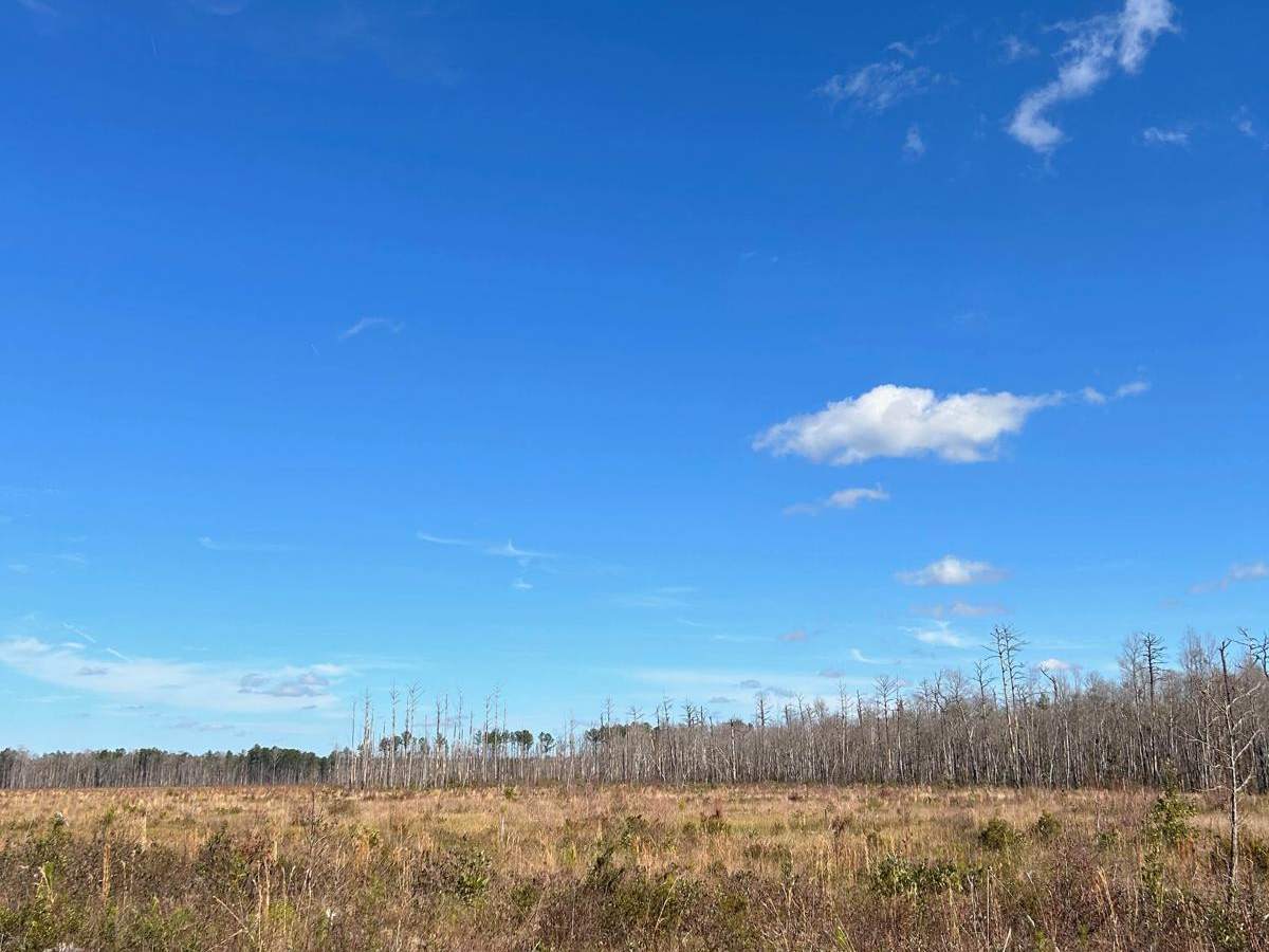 Horse Island Road - FSR162 photo 4