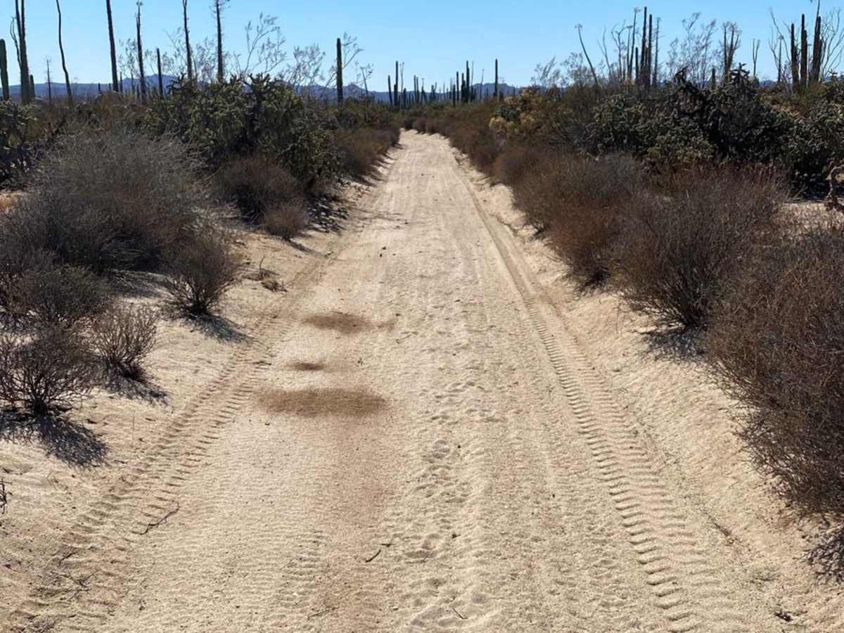 Los Cirios Trail photo 6
