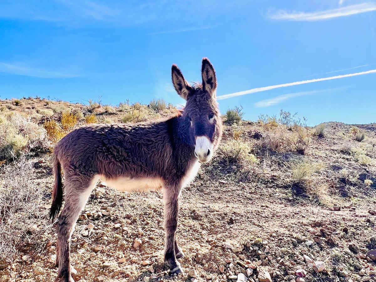 Bypass AZ Peace Trail Bullhead City to Oatman Medium photo 3
