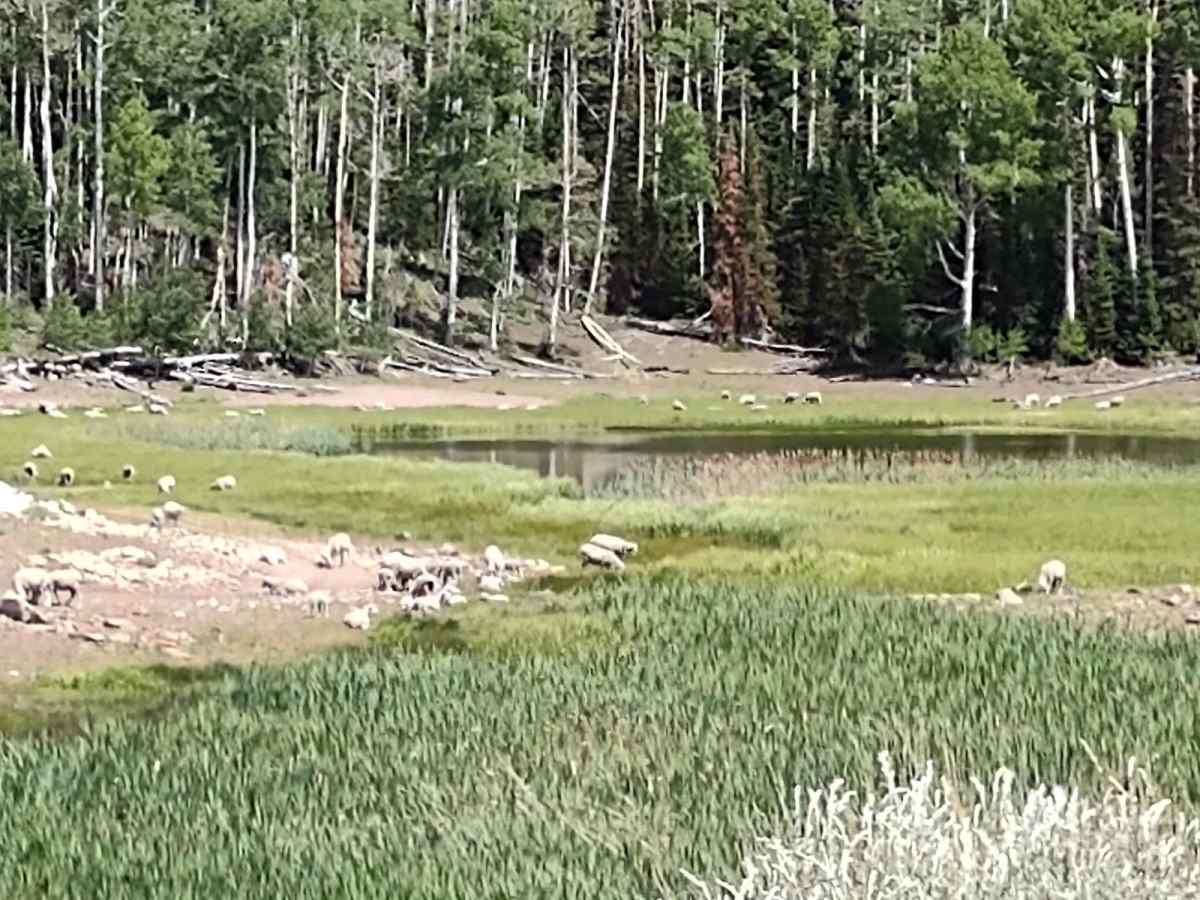 Hunts Lakes Loop - FS 40075 trail photo