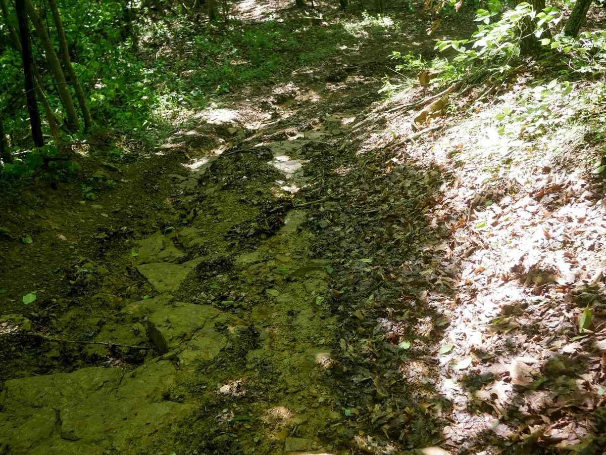CC84 trail photo