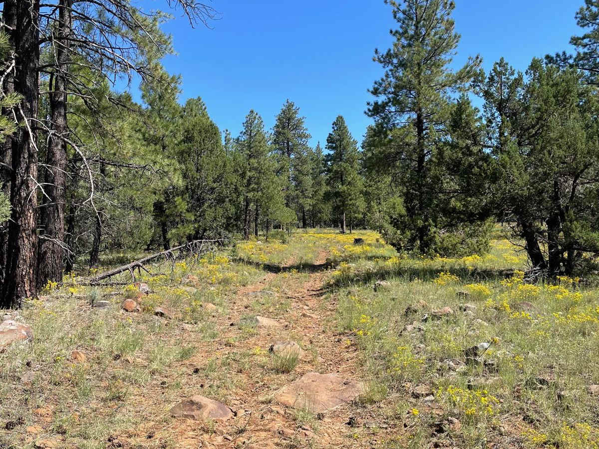 Cub Tank Trail photo 4