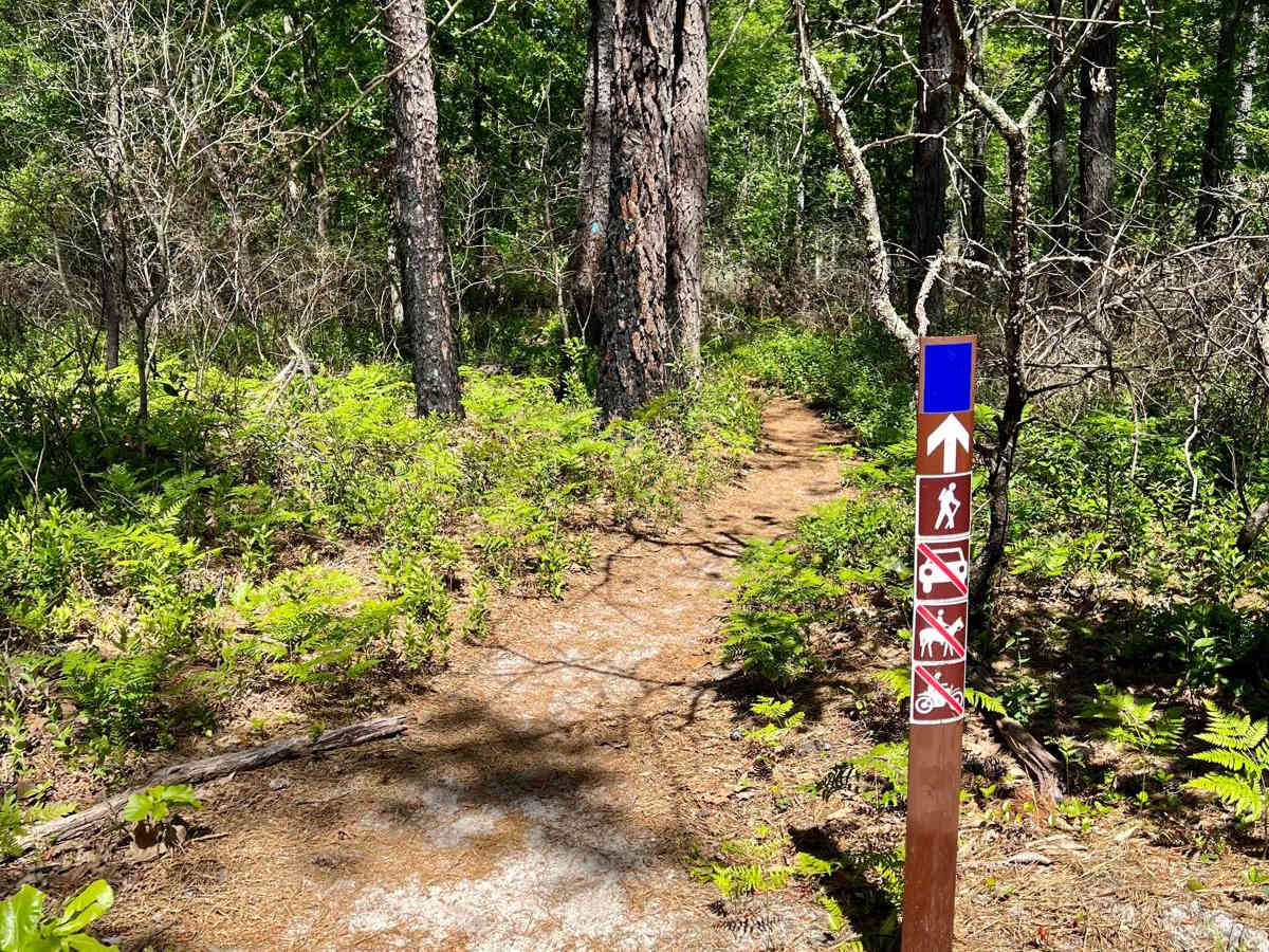 Batsto Fire Tower to Quaker Bridge photo 2