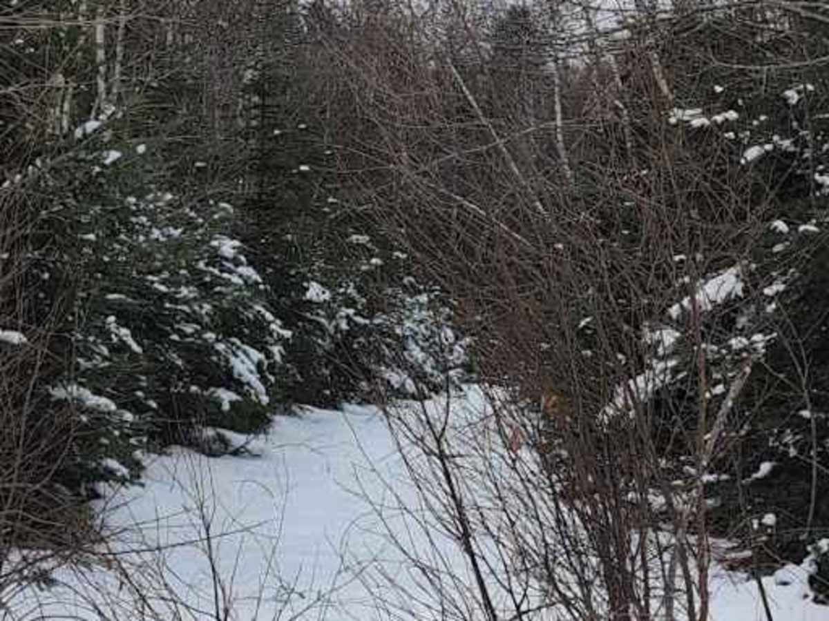 Crow Hill Loop photo 4