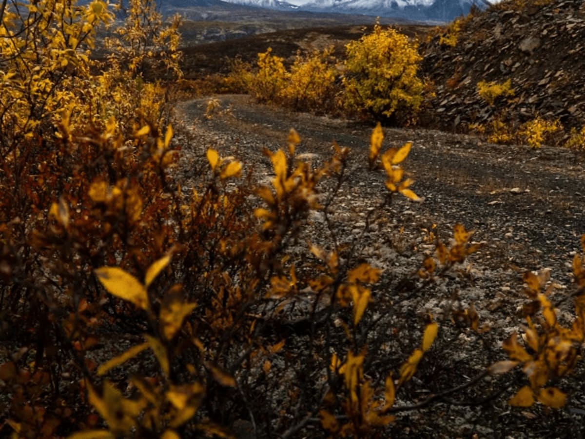 North Canol photo 5