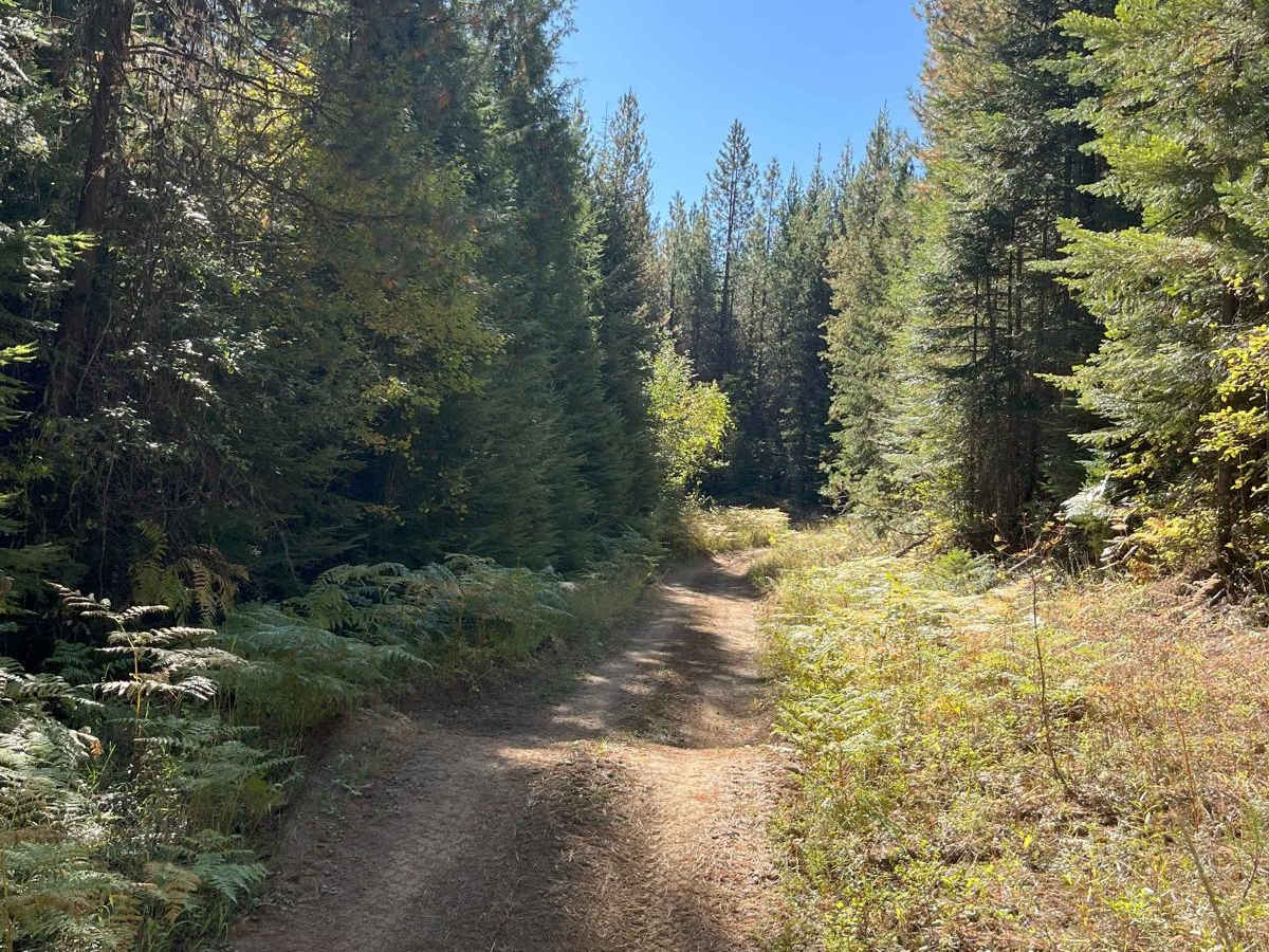 USFS 8234 Mid-Section trail photo