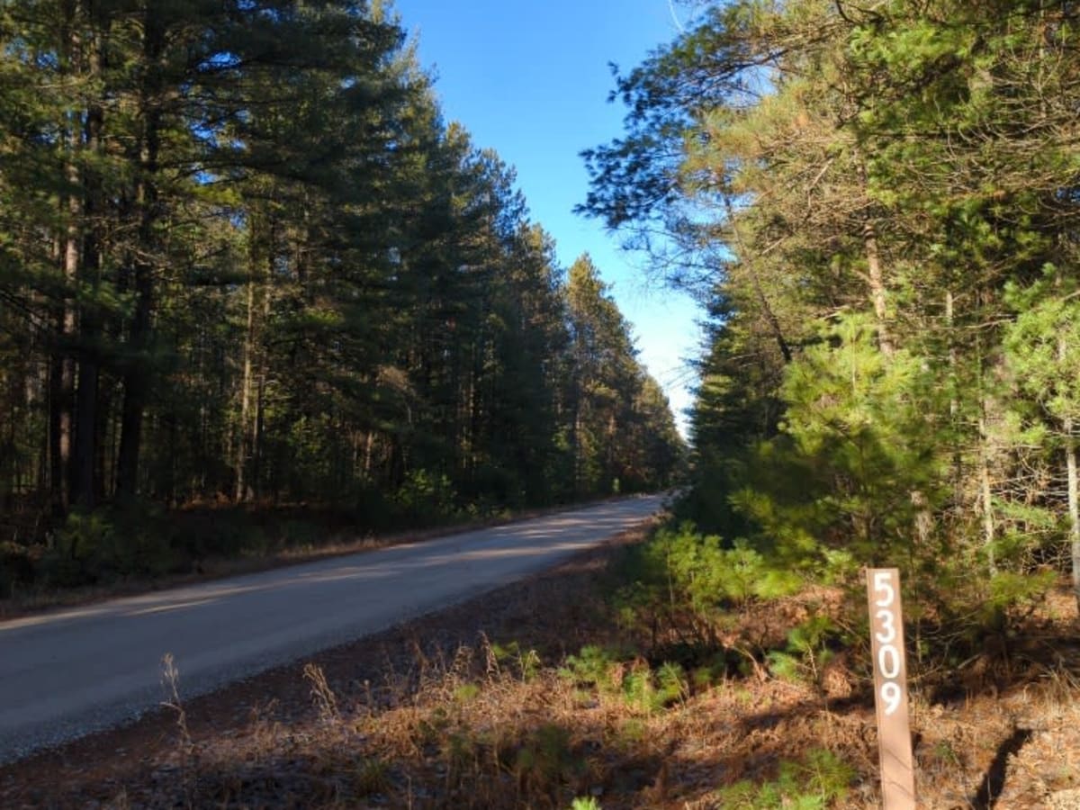 Manistee National Forest Roads 5309-5363 photo 4