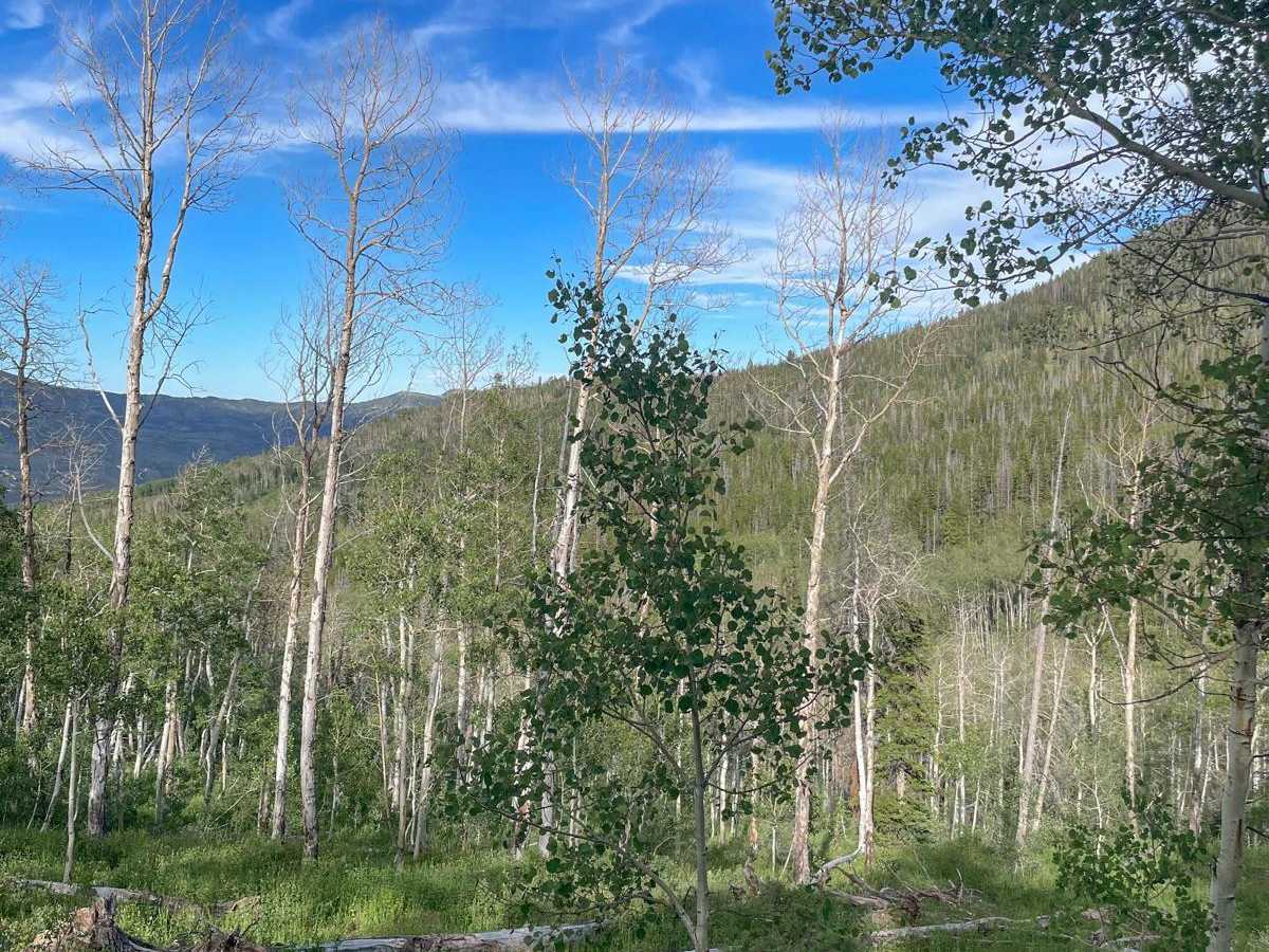 Pass Cr Ridge (FR 70242) photo 2