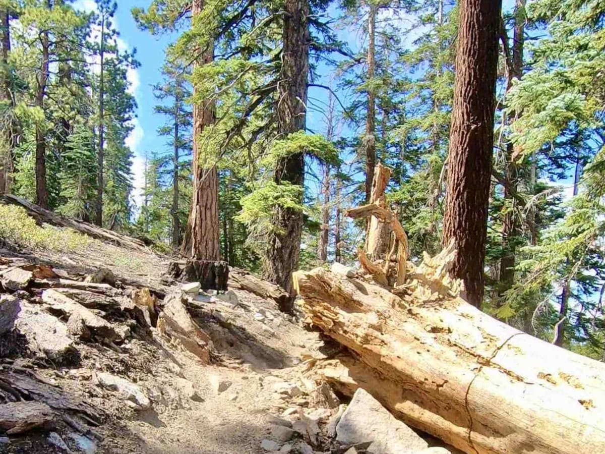 Mahogany trail photo