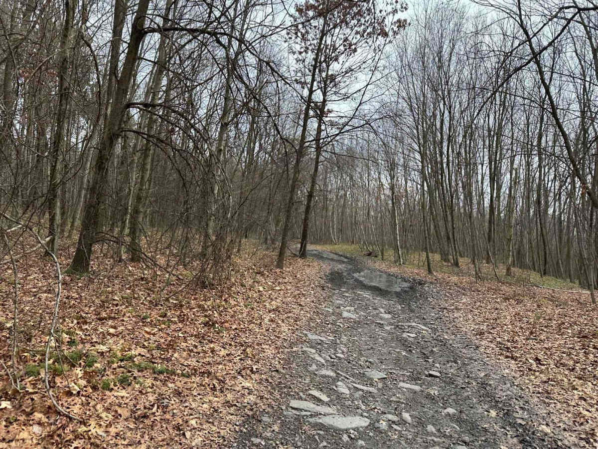 Locust Gap 78 photo 2