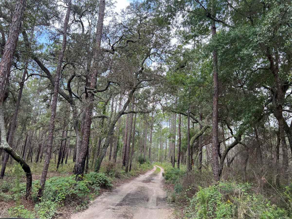 Citrus Wildlife Management | Trail 16 photo 3