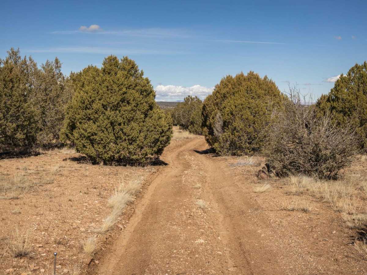 Javelina Flow photo 2