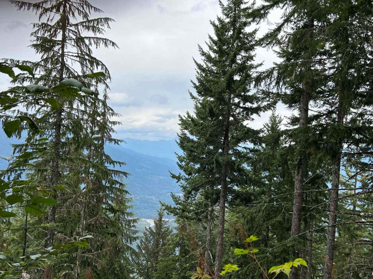 Dan's Creek Divide - FS 2420 trail photo