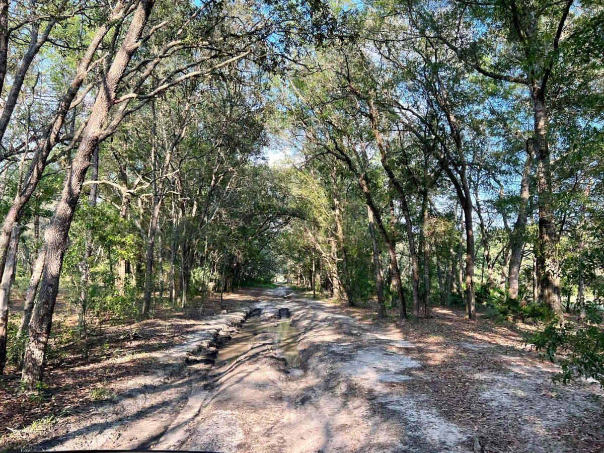 Citrus Wildlife Management | Trail 8 photo 2